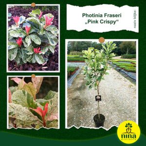 Photinia Fraseri Pink Crispy