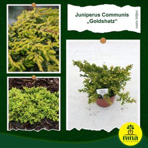 Juniperus Communis Goldshatz