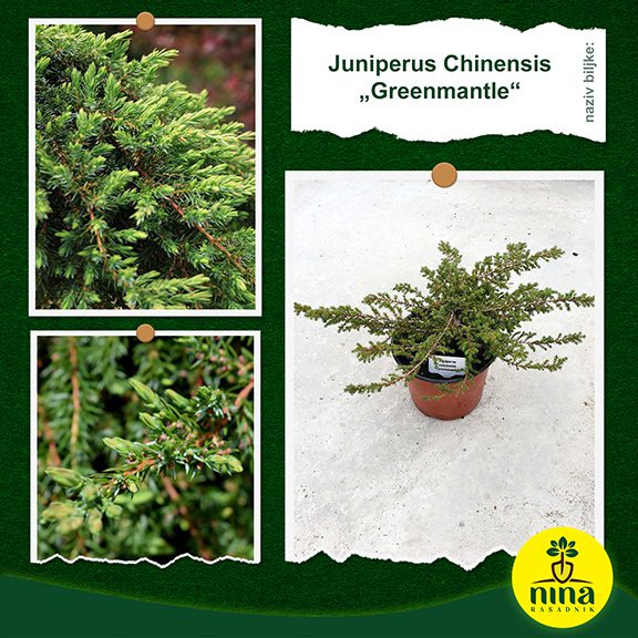 Juniperus chinensis Greenmantle