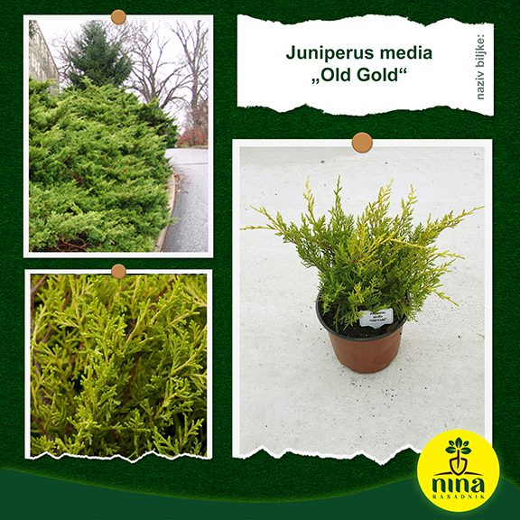 Juniperus media Old Gold