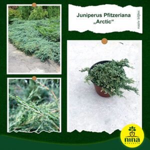 Juniperus pfitzeriana Arctic