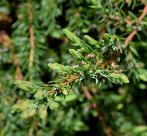 Juniperus chinessis "Greenmantle"