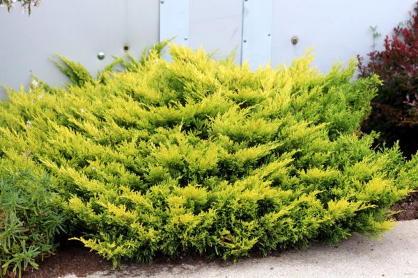 Juniperus Horizontalis Limeglow - Polegla kleka