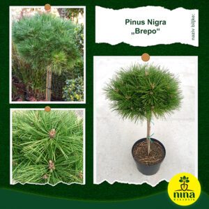 Pinus Nigra Brepo