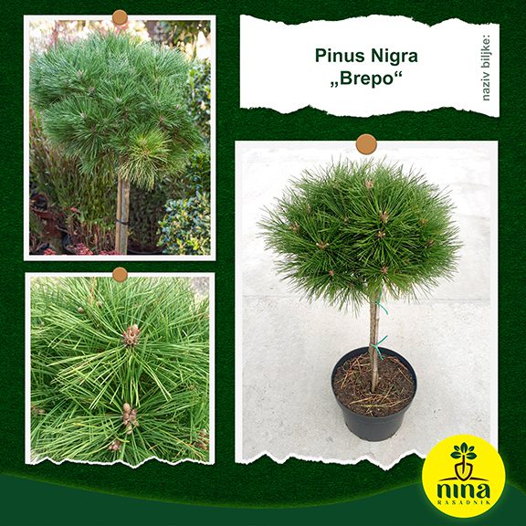 Pinus Nigra Brepo