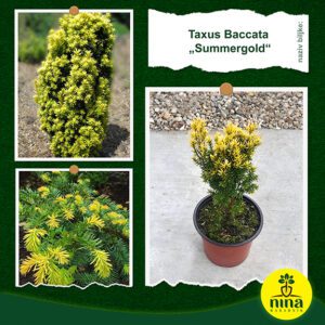 Taxus Baccata Summergold