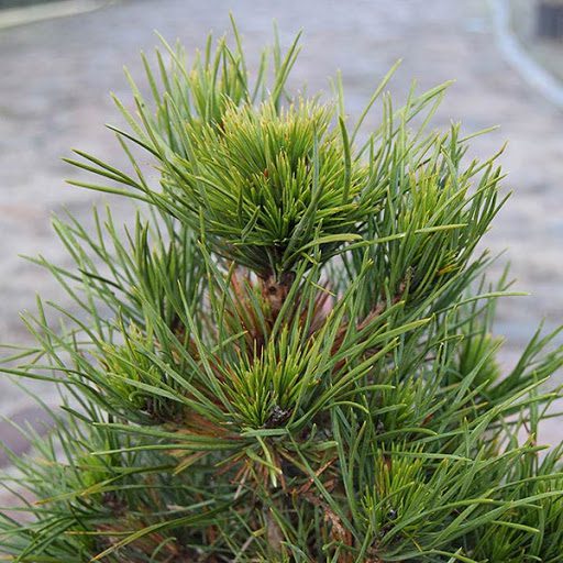 Pinus sylvestris "Globosa Viridis"