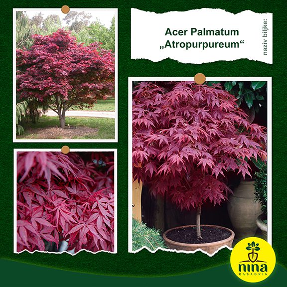 Acer Palmatum Atropurpureum