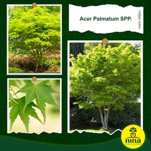 Acer Palmatum SPP.
