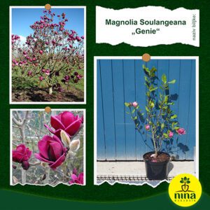 Magnolia Soulangeana Genie