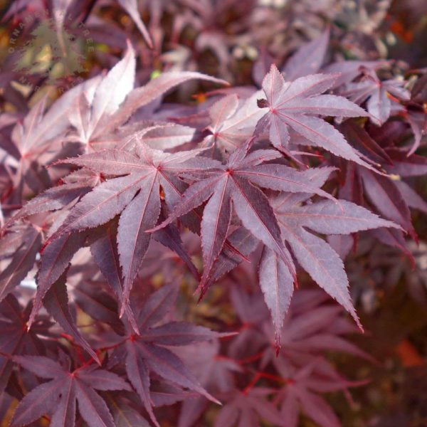 japanski javor Acer Palmatum Bloodgood