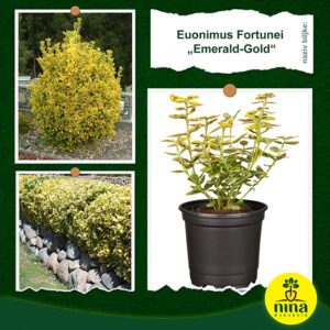 Euonimus Fortunei Emerald-Gold