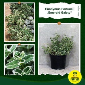 Euonymus Fortunei Emerald Gaiety